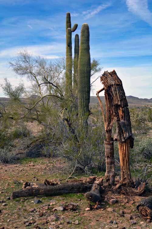 saguaro skeleton